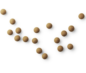 Lakrids by Bülow A The Original suklaakuorrutettu lakritsi - makeinen - herkut - koti - IHANA Store